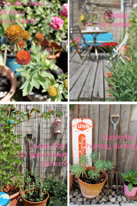 Garden Makeover New Plants by Joanna Thornhill for Stylist's Own pic three